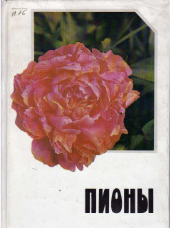 Пионы.